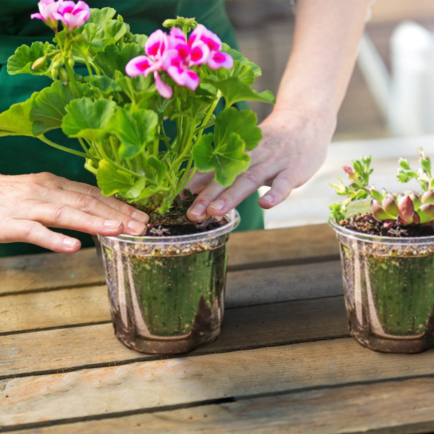 30Pcs Plant Nursery Pots PET Flower Seed Starting Pots Container With Dome With Drainage Holes - Image 2